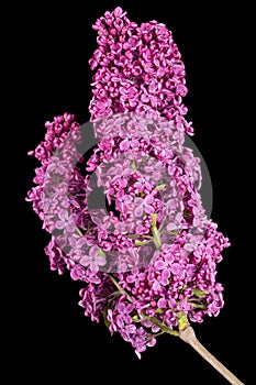 Branch of blooming lilacs, Syringa vulgaris, isolated on black background