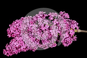 Branch of blooming lilacs, Syringa vulgaris, isolated on black background