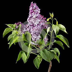 Branch of blooming lilacs, Syringa vulgaris, isolated on black background