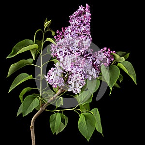 Branch of blooming lilacs, Syringa vulgaris, isolated on black background