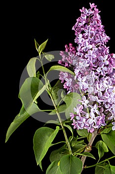 Branch of blooming lilacs, Syringa vulgaris, isolated on black background