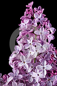 Branch of blooming lilacs, Syringa vulgaris, isolated on black background