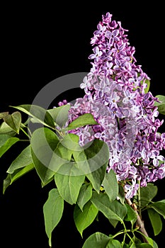 Branch of blooming lilacs, Syringa vulgaris, isolated on black background