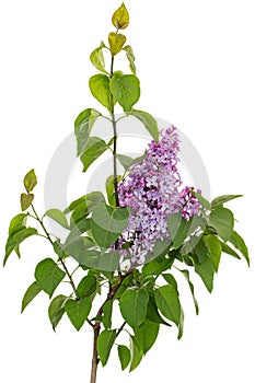 Branch of blooming lilacs, Syringa vulgaris, isolated on white background