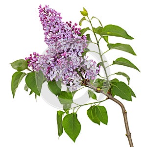 Branch of blooming lilacs, Syringa vulgaris, isolated on white background