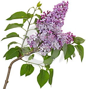 Branch of blooming lilacs, Syringa vulgaris, isolated on white background