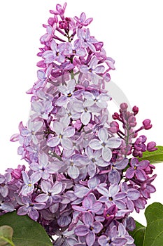 Branch of blooming lilacs, Syringa vulgaris, isolated on white background