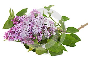 Branch of blooming lilacs, Syringa vulgaris, isolated on white background