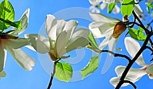 A branch of a blooming magnolia. spring April flowers.