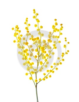 Branch of blooming Mimosa isolated on white background. Selective focus
