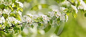 Branch of blooming pear tree in a garden. White flowers on a pear tree