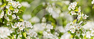 Branch of blooming pear tree. White flowers on a pear tree