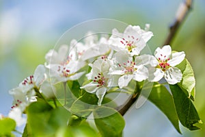 Branch of blooming pear tree. White flowers on a pear tree