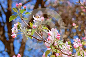 Branch blooming with pink flowers, flowering branch of Apple, Apple and bee flowers