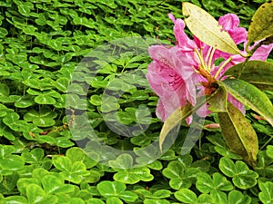 Branch with blooming pink Rhododendron flowers over green clover plants