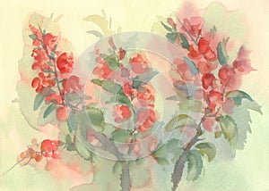 Branch of blooming quince watercolor