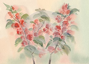 Branch of blooming quince watercolor