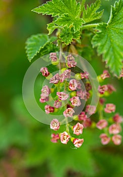 Branch of blooming red currant