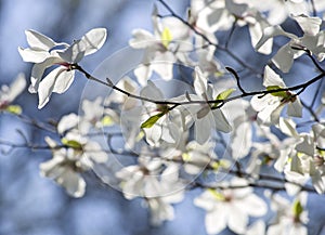 Branch with blooming white magnolias against the background of a blue sky photo