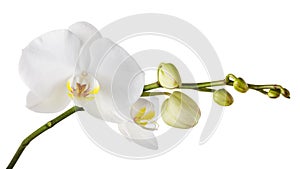 Branch of a blooming white orchid with a yellow color in the middle and several undiscovered buds photo