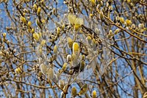 branch blooming willow close up against the blue sky on a sunny spring day, willows, also called sallows and osier