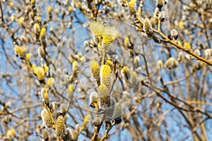 branch blooming willow close up against the blue sky on a sunny spring day, willows, also called sallows and osiers