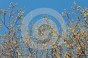 Branch blooming willow close up against the blue sky on a sunny spring day, willows, also called sallows and osiers