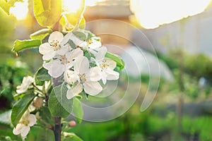 branch blossom apple tree and blue sky with sun. Springtime apple tree blossom background with sun. Beautiful nature