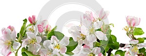 Branch of blossom apple tree, isolated