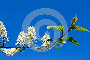 Branch and blossom of bird cherry