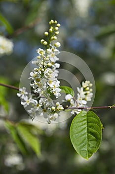 Branch and blossom of bird cherry