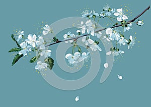 Branch of blossom cherry