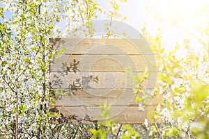 Branch of blossom cherry on aged textured boards wood. photo