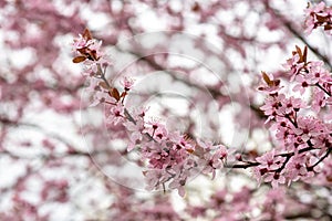 Branch of blossom cherry tree