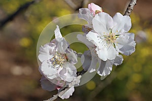 branch of blossoming almond tree close-up