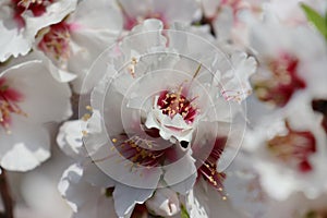 branch of blossoming almond tree close-up