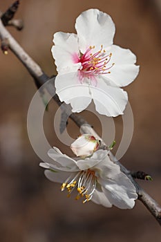 branch of blossoming almond tree close-up