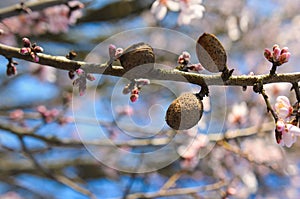 A branch of a blossoming almond tree Prunus dulcis with shelled almonds.