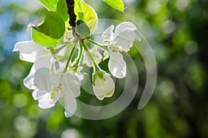 Branch of blossoming apple-tree