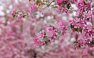 Branch of a blossoming apple tree