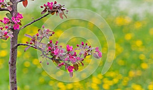 Branch of a blossoming apple tree