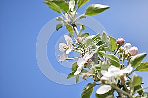 a branch of a blossoming apple tree against a blue sky
