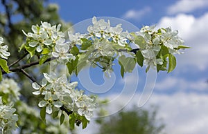 A branch of a blossoming apple tree against the blue sky