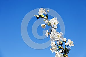 Branch of blossoming apple tree on the blue sky background.