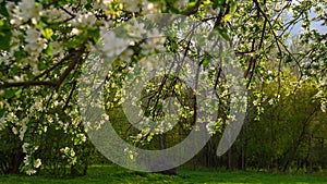 Branch of a blossoming apple tree on a blurred garden background