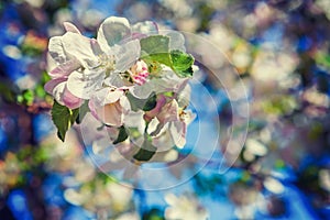 Branch of blossoming apple tree floral