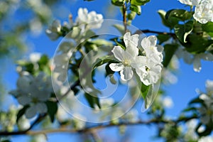 branch of a blossoming apple tree in spring