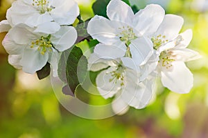 Branch of a blossoming apple tree in spring garden