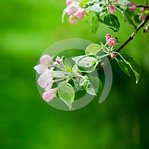 A branch of blossoming Apple trees in springtime, close-up