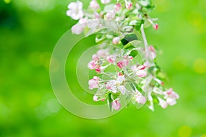 A branch of blossoming Apple trees in springtime, close-up